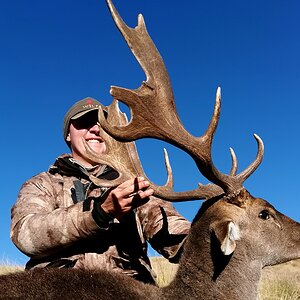 Fallow Deer Hunt South Africa