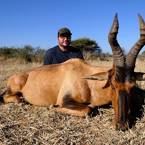 Red Hartebeest Hunt South Africa