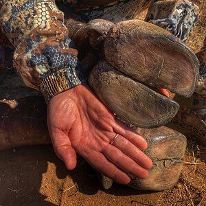 Buffalo Hoof South Africa