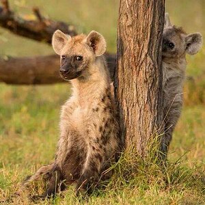 Spotted Hyena South Africa