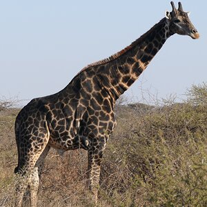 Giraffe South Africa