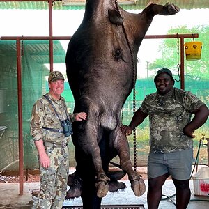 Buffalo Skinning South Africa