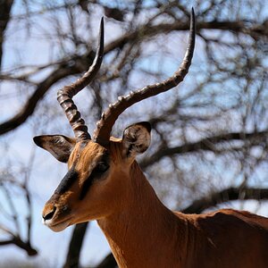 Impala South Africa