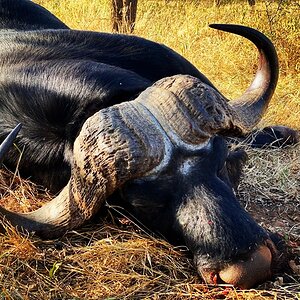 Buffalo Hunt South Africa