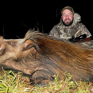 Bushpig Hunt South Africa