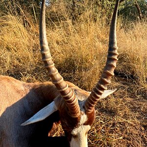 Blesbok Hunt South Africa