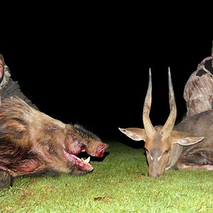 Bushpig & Bushbuck Hunt South Africa