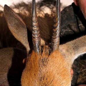 Duiker Hunt South Africa