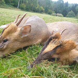 Muntjac Deer Hunt United Kingdom