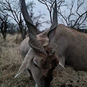 Eland Hunting South Africa