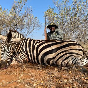 Zebra Hunting Limpopo Povince South Africa