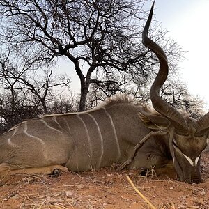 Kudu Hunting Limpopo Povince South Africa