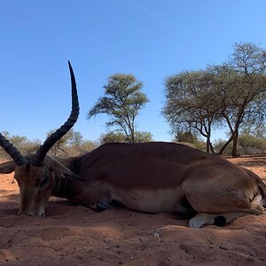 Impala Hunting Limpopo Povince South Africa