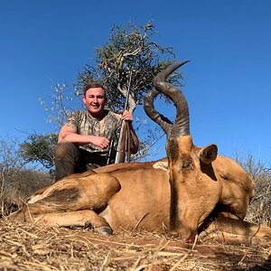 Red Hartebeest Hunting Limpopo Povince South Africa