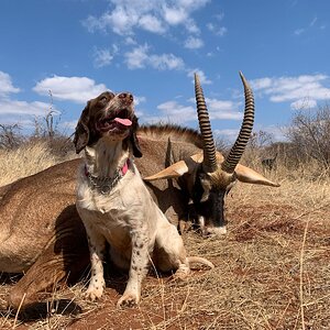 Roan Hunting Limpopo Povince South Africa