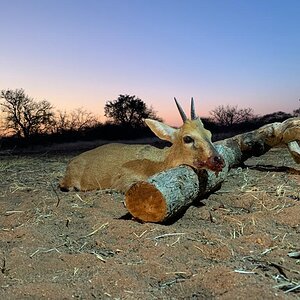 Duiker Hunting Limpopo Povince South Africa