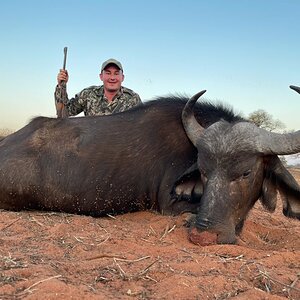 Buffalo Cow Hunting Limpopo Povince South Africa