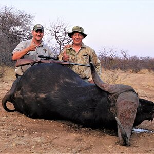 Cape Buffalo Hunt North West Province South-Africa