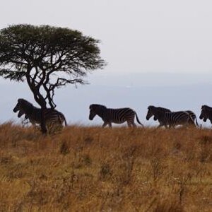 Zebra South Africa