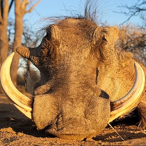 Warthog Hunt South Africa