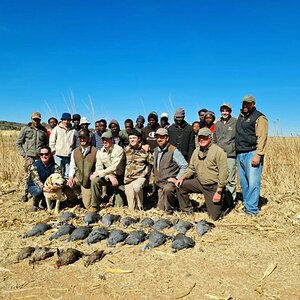 Driven Guinea Fowl and Francolin South Africa