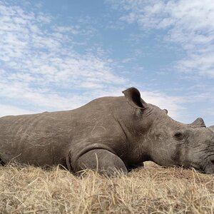 White Rhino Hunt South Africa