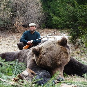 Brown Bear Hunting Romania