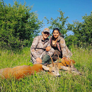 Roe Deer Hunting Romania