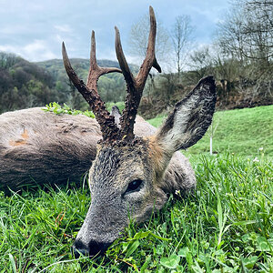 Roe Deer Hunting Romania