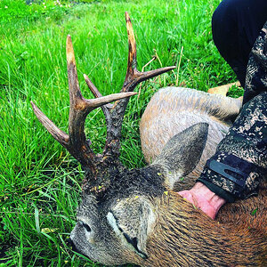 Roe Deer Hunting Romania