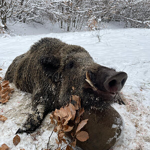 Wild Boar Hunting Romania