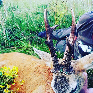 Roe Deer Hunting Romania