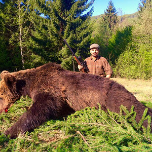 Brown Bear Hunting Romania