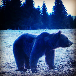 Brown Bear Romania