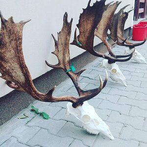 Fallow Deer Skull