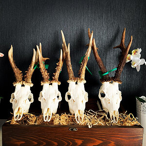 Roe Deer Skulls