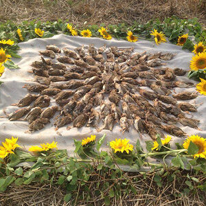 Quail Hunting Romania