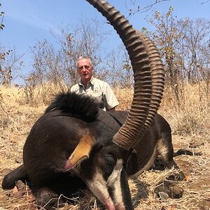 Sable Hunting Matetsi Zimbabwe