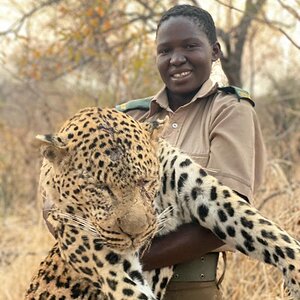 Leopard Hunting Matetsi Zimbabwe