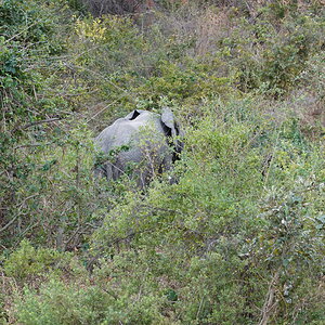 Elephant Zimbabwe