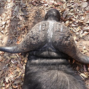 Hunting Buffalo Zimbabwe