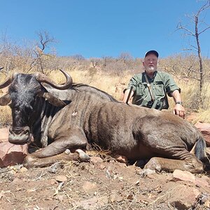 Blue Wildebeest Hunting Limpopo South Africa