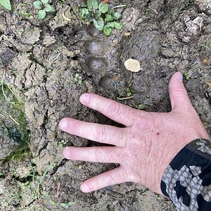 Black Bear Track