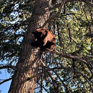 Black Bear In Tree