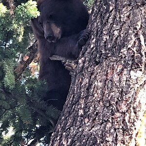 Black Bear In Tree