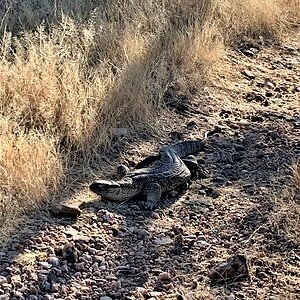 Monitor Lizard Namibia