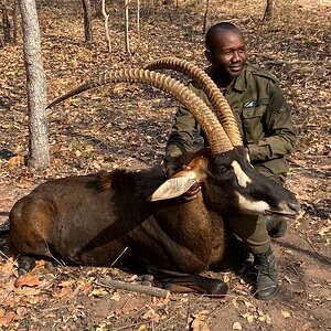 Sable Hunt Tanzania