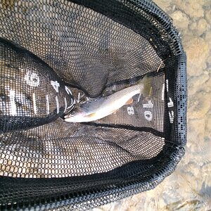 Trout Fishing Jefferson River Montana