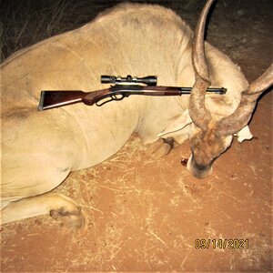 Eland Hunting