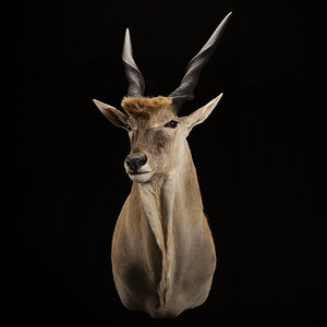 Eland Shoulder Mount Taxidermy